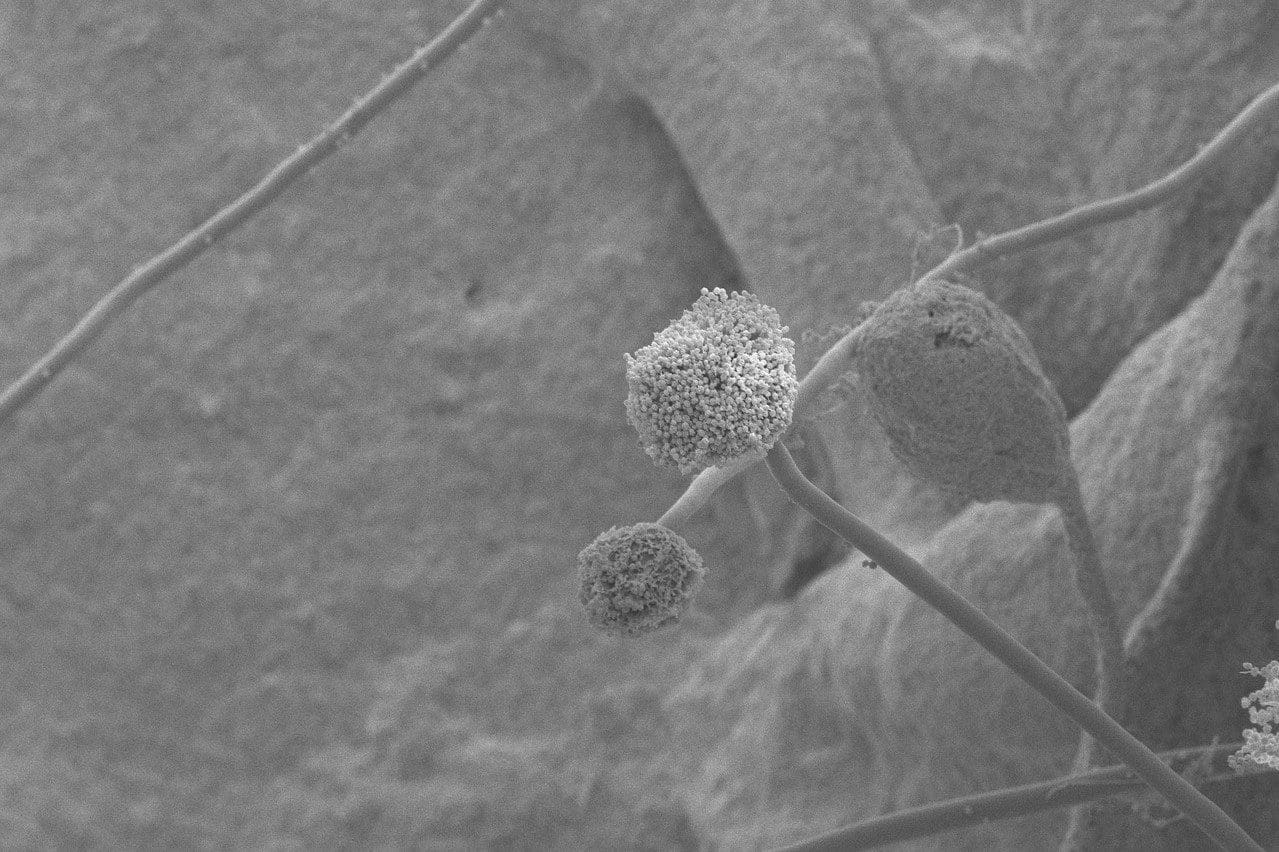 Fungus MIL-STD-810 Method 508